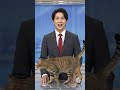 【放送事故】ニュース中に堂々と横切るネコ様「おいw」