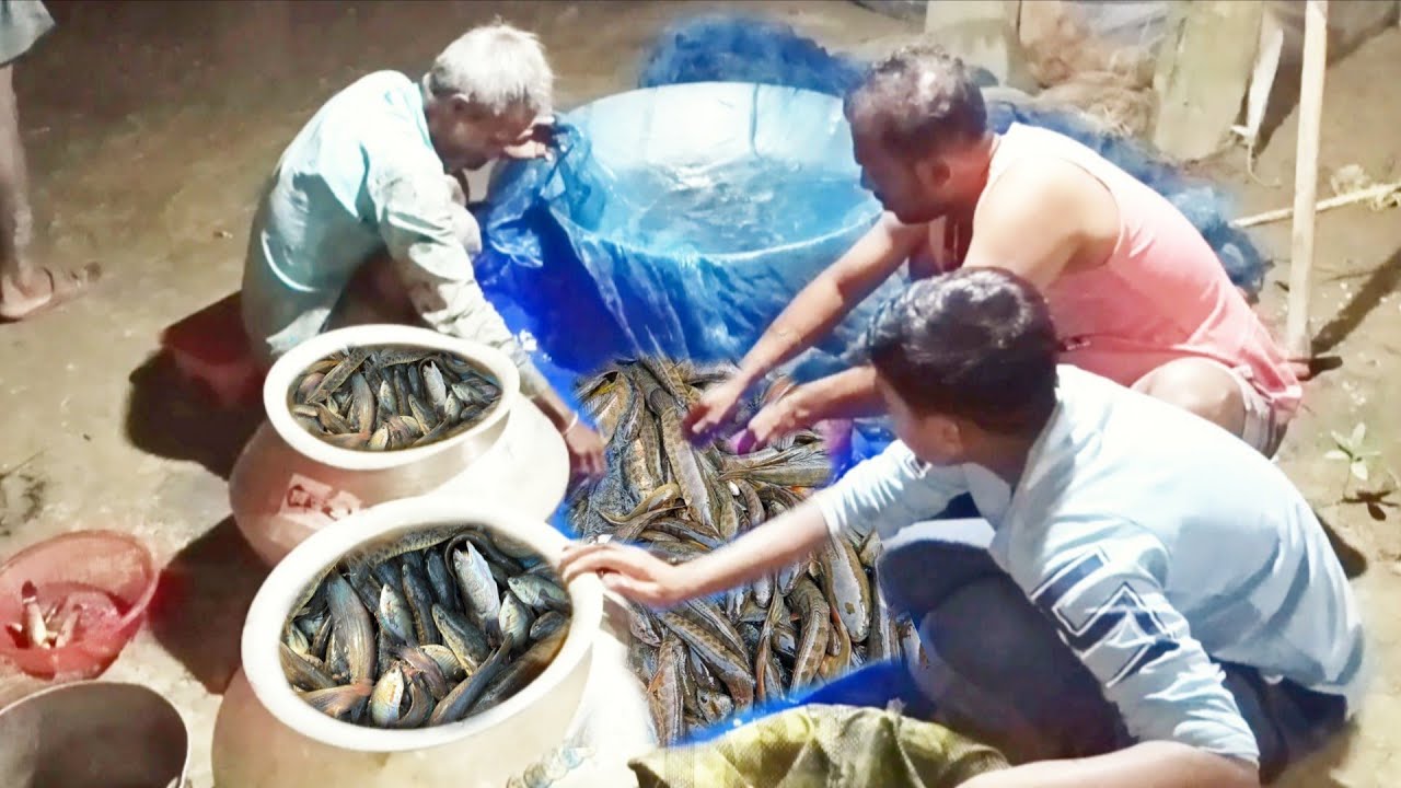 মাছ গুলো বাড়ি তে এনে যে ভাবে আলাদা করা হোলো। Mud fishing video 