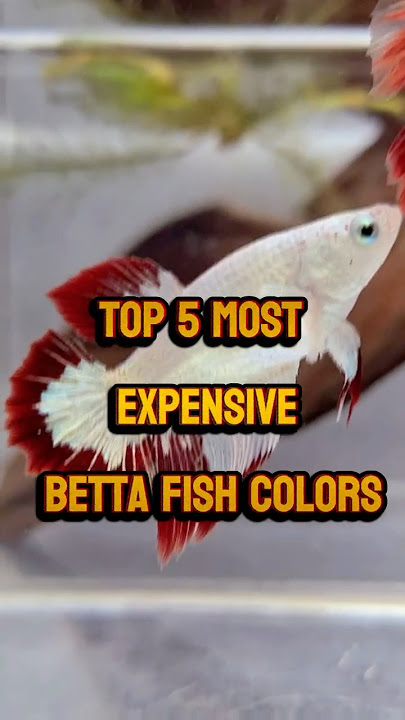 Top 5 Most Expensive Betta Fish Colors🎨💰 #bettafish #mostexpensivebetta #aquarium #fishlover