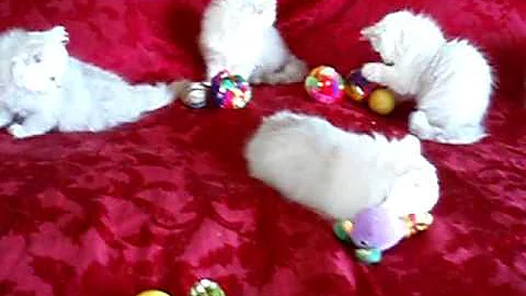 Watch the video about Chinchilla Silver Kittens ~ 7 of them! From Purr-Erze Persians