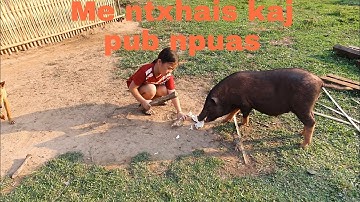 Mus khawb qos los pub npua . Taking the cassava for the pig 19/3/2022