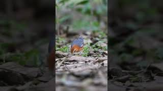  Orange-headed thrush Birds Life Singing, Chirping, Playing #wildlife #4k #shorts #birds #fyp