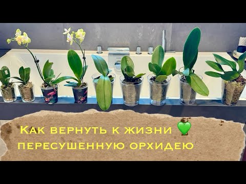 Как вернуть к