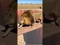 절벽 아래로 떨어지는 사자💥😱 Lion Falling Off a Cliff