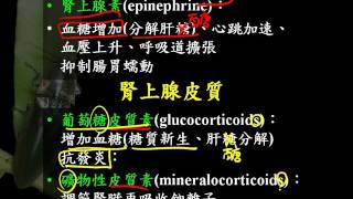 基礎生物3 5 15腎上腺一和new