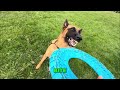 Dog Training: Bite, Spin, Roll Over! Watch the Magic!