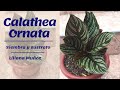 Calathea Ornata- Siembra y sustrato / Liliana Muñoz