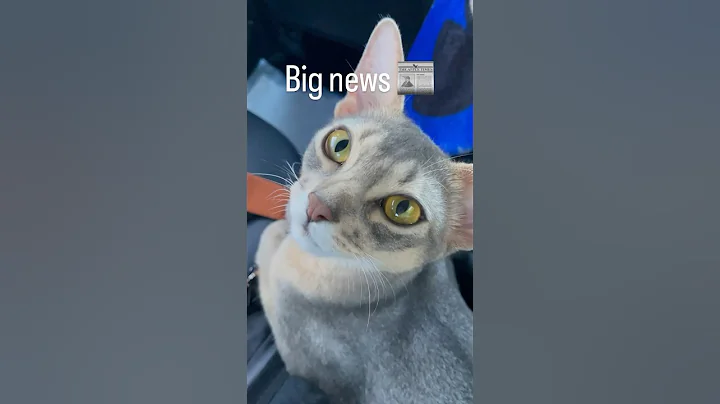 Video 3392381: abyssinian catlover, beautiful abyssinian, blue abyssinian, cat show