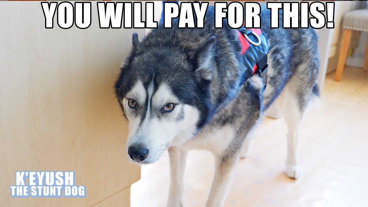 Arguing With My Husky About Wearing NEW Harness!