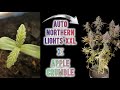 HOW I GROW MY OWN STRAIN ORGANICALLY | SEED TO HARVEST | SPIDER FARMER SF1000 | HOMEGROW |420Lexikon