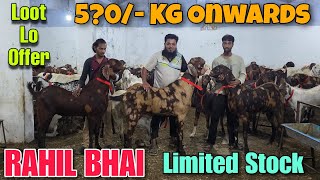 5?0/- Kg Onwards Qurbani Ke Lal Bakre At RAHIL BHAI | Kilo Per Milne Wale Saste Goat In Bhiwandi 