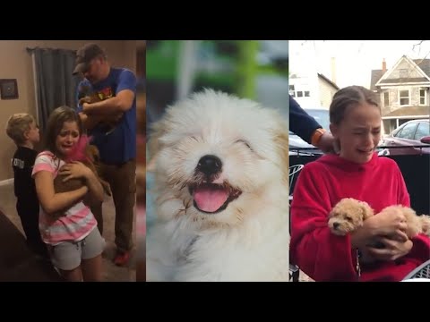 Best new puppy surprise for kids | Try not to cry compilations #puppy