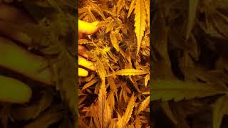 Jungle style kahuna dot strain and porc garden strains week 5 in flower 2 and half week old video
