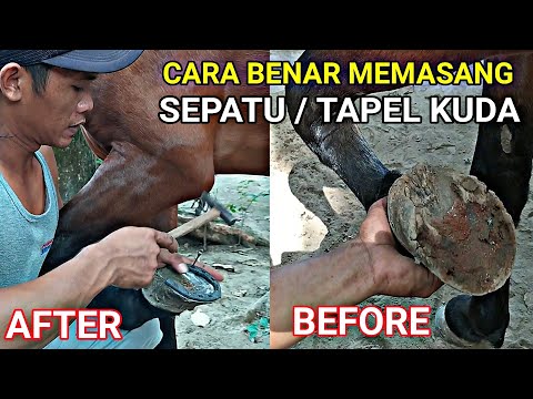 Video: Ganti Kuda