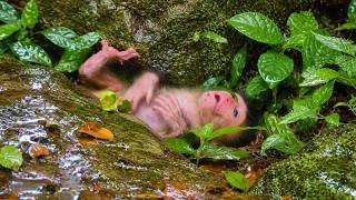 Newborn baby monkey is sleeping, waiting for milk from its mother, Newborn baby needs comfort. screenshot 5
