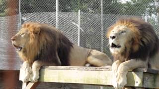 'Oofing' Lions at the Conservators Center