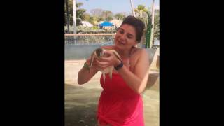 This baby sea turtle loves massage