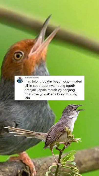 cigun mix prenjak #kicaumania #masteranjernih #masteranburung #birds