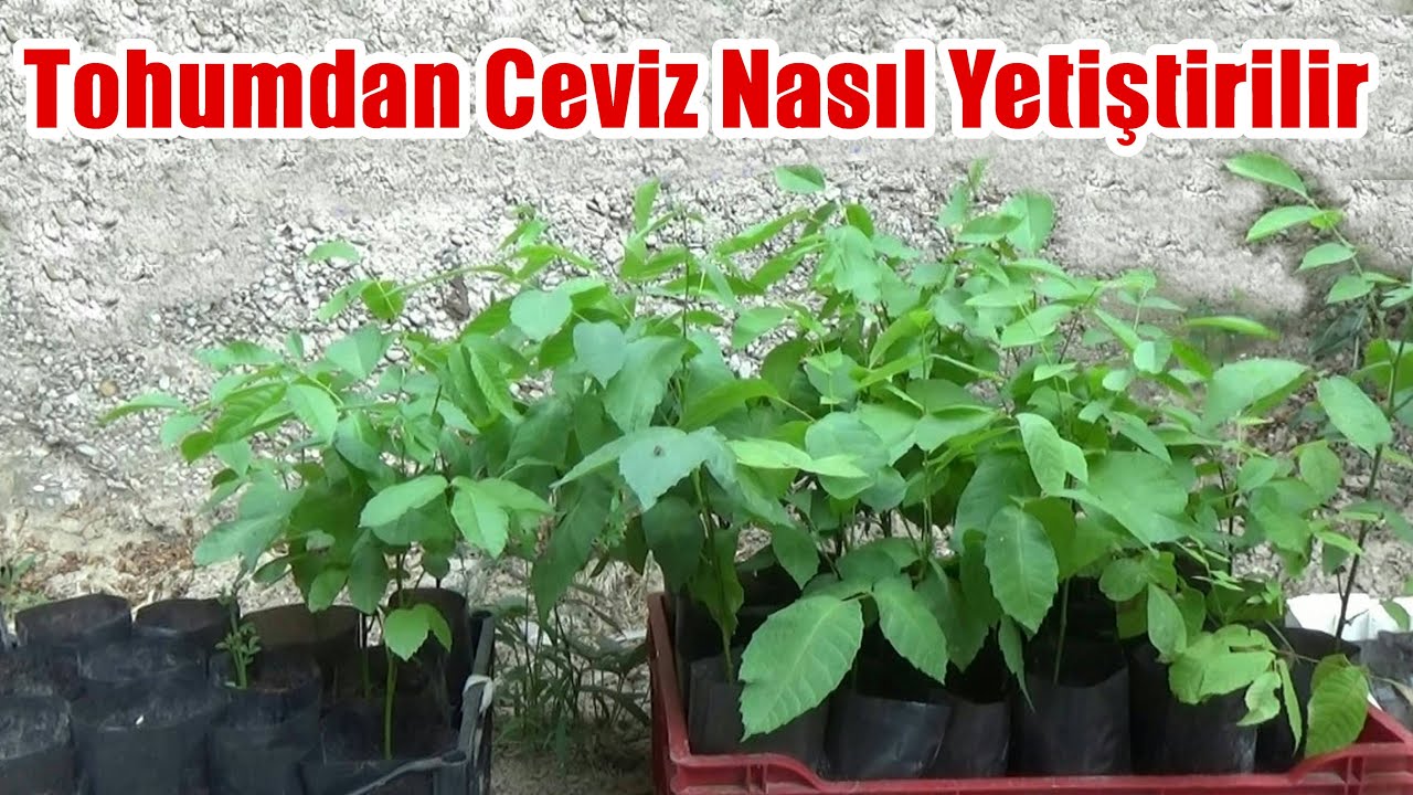 Ceviz Çimlendirme / Tohumdan Ceviz Fidanı Yetiştirme
