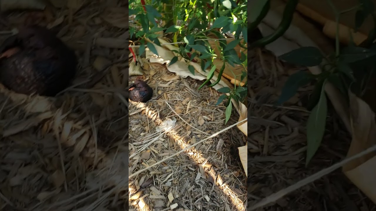 How did your bell peppers do this year? 2025 