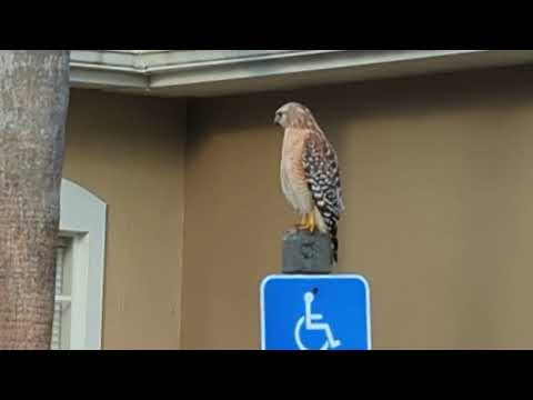 Remarkable Red Shouldered Hawk on Top of Handicapped Parking Sign at Oviedo Grove Apartments!