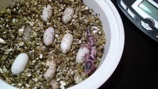 Leopard Gecko Eggs and Hatchlings