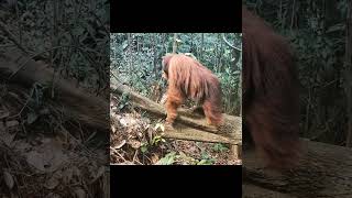 Orangutan Walks On Log.