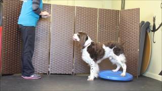 back feet target 2