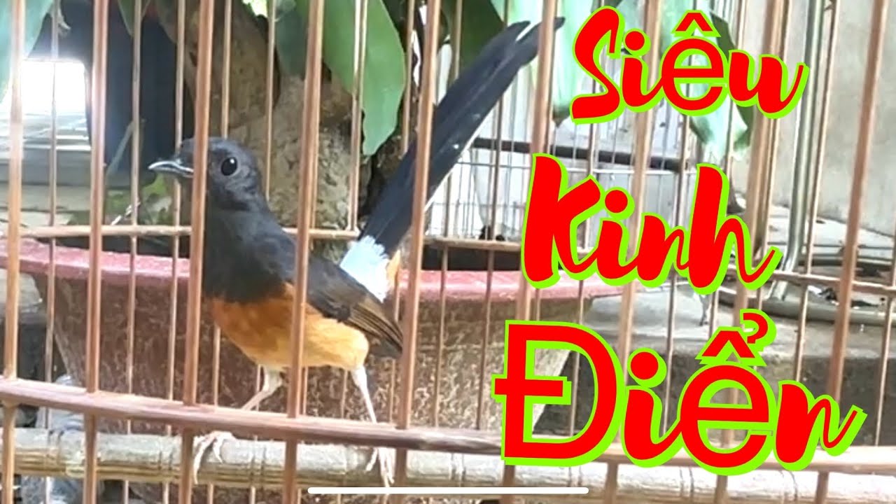 Lửa mái siêu VIP kích trống đỉnh cao , đập đuôi sàng kèo giọng hay .