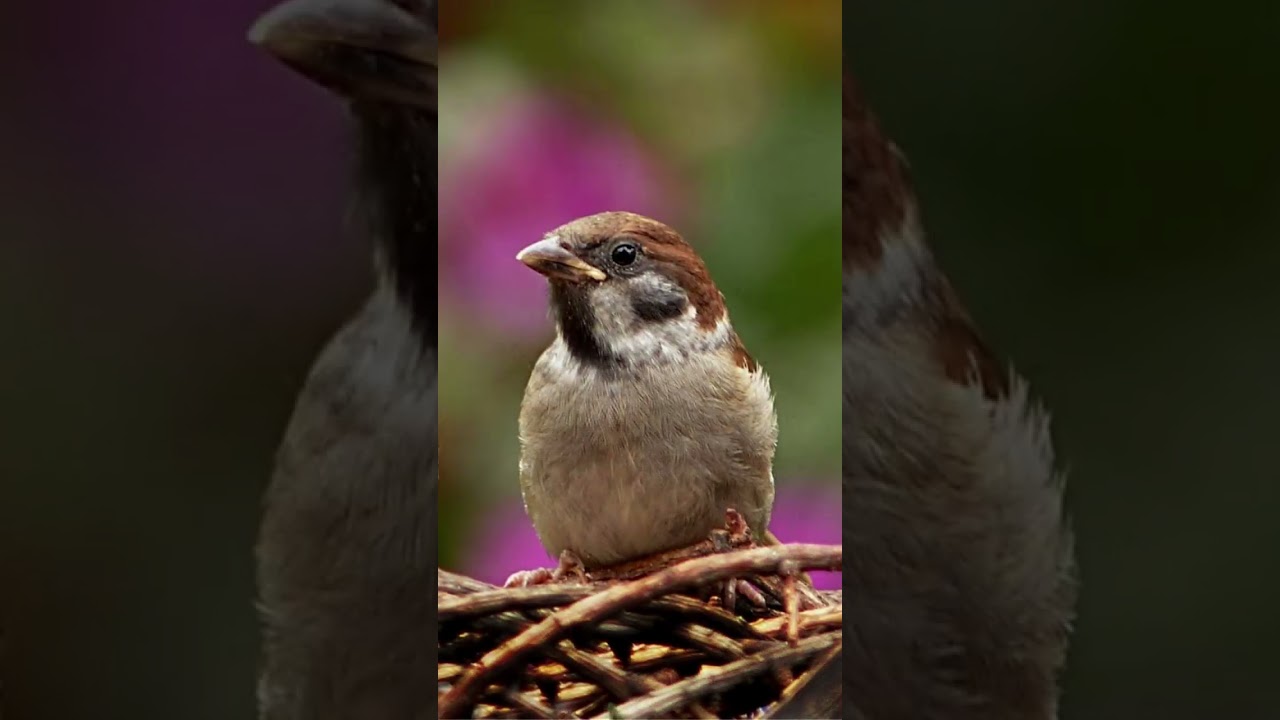 Природа тоже может мстить. "Бескрылый" Китай, 1957-1959 годы.