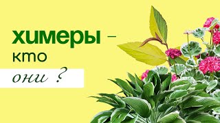 видео: ХИМЕРЫ в наших садах, что нужно о них знать картинка: ХИМЕРЫ в наших садах, что нужно о них знать