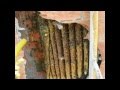 Extracción de colonia de abejas de un edificio - apicultura - Español captura enjambre