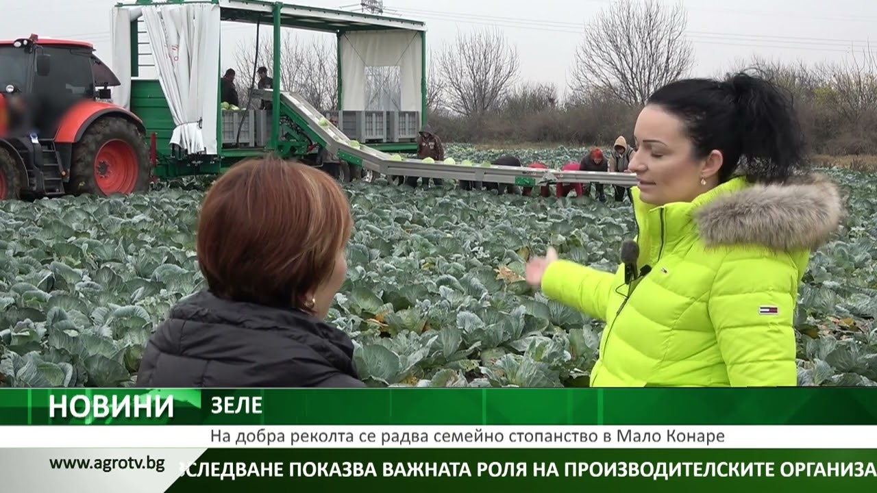 На добра реколта от зеле се радва семейно стопанство в Мало Конаре