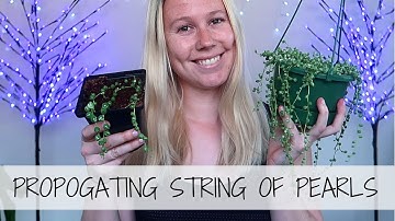How To Propagate String Of Pearls 🌱 Grow String Of Pearls from Cuttings!