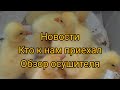 Новости птичьего хозяйства//Новые гусята//Обзор подстилки от АгроСтраж Ферма