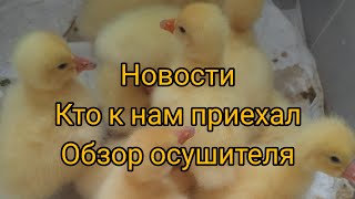 Новости птичьего хозяйства//Новые гусята//Обзор подстилки от АгроСтраж Ферма