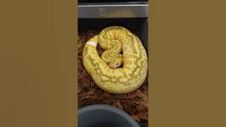 This snake looks unreal! 🔥 Can you guess the 6 genes it’s carrying?