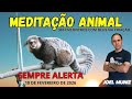 SEMPRE ALERTA - 10 DE FEVEREIRO DE 2026 - MEDITAÇÃO ANIMAL