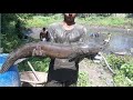 গজার মাছ !! কাঁদা মাটি থেকে বিরাট বড় গজার মাছ শিকার করার আজব দৃশ্য | fishing expert (part-149)