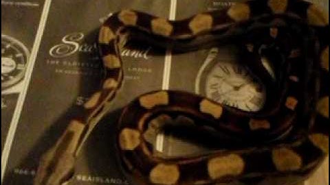 NEW Boaphile Plastics "Ball Room Rack" 6-23-10