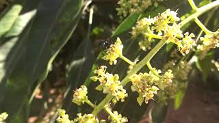 Calliphorid fly pollinating Mango