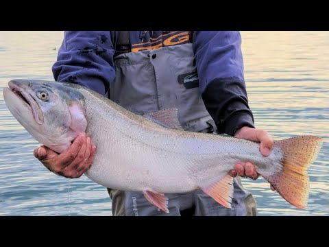 Giro fish and spoons - YouTube