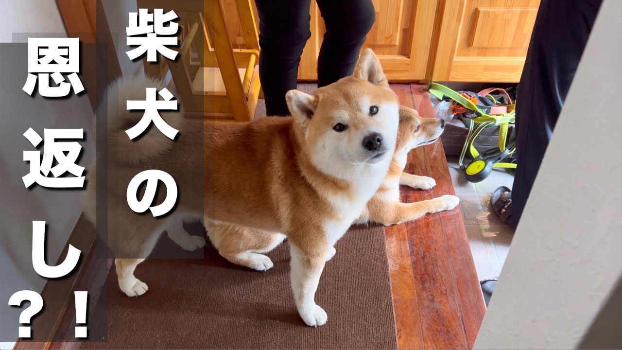 手のひら柴犬 Amazon.co.jp: Avidora 柴犬 グッズ うんこ 置物 おもしろグッズ