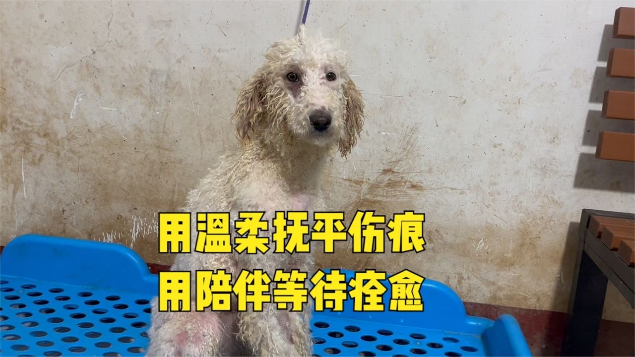 春日裏的溫柔，為皮膚病毛孩子做護理，願所有病痛都被溫柔驅散