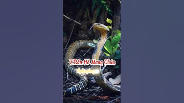 Top 10 Loài Rắn Có Nọc ĐỘC Nguy Hiểm Nhất Thế Giới Tắc#top10 #shorts #snake #animals #đongvat #top