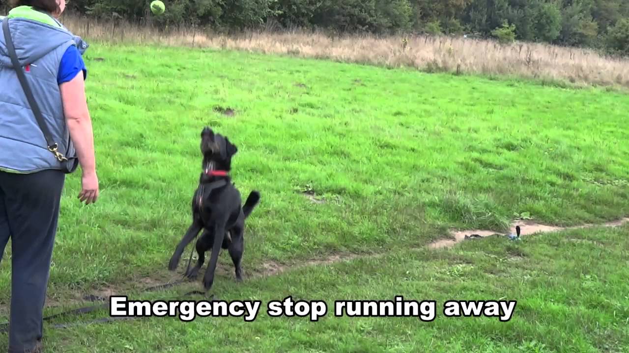 Harley - Labradoodle - 4 Week Residential Dog Training ...