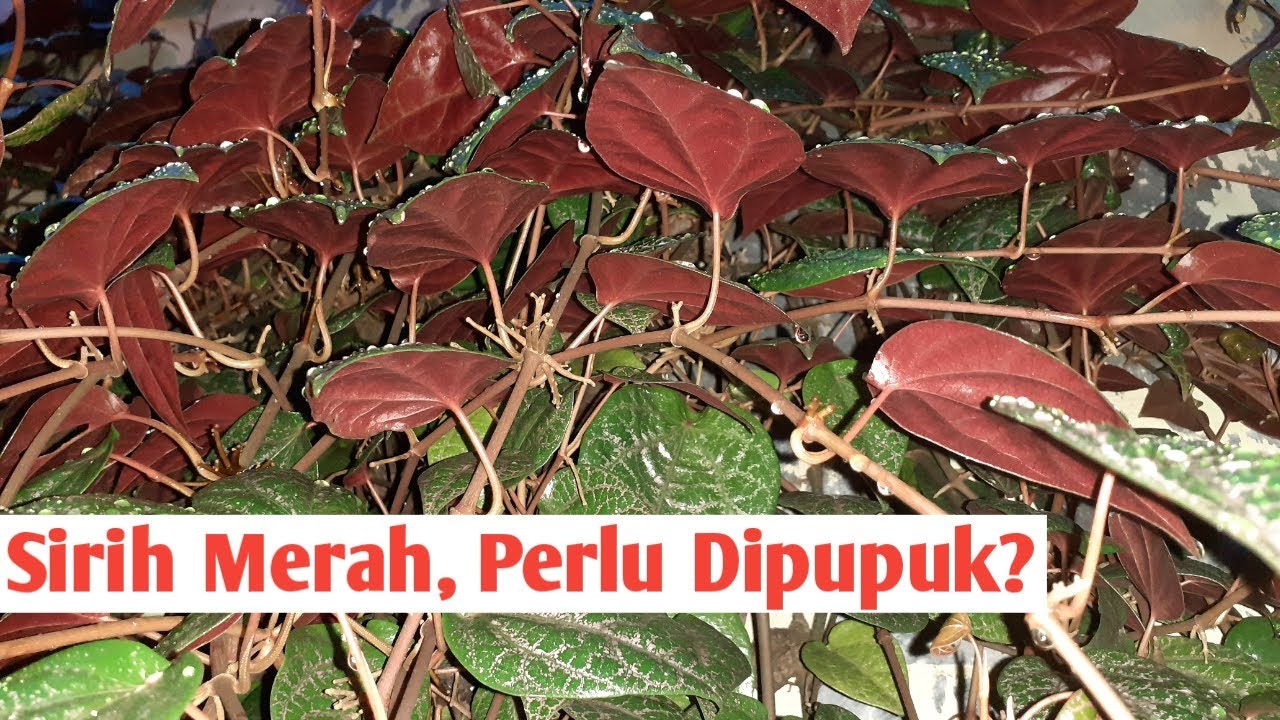 Cara Merawat Pohon Sirih Merah Biar Daunnya Lebat dan 