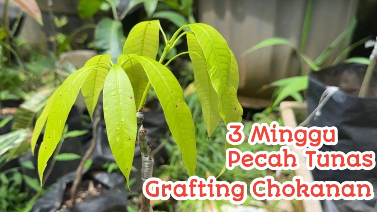 Cara Mudah untuk Pemula bikin Bibit Mangga Chokanan sendiri