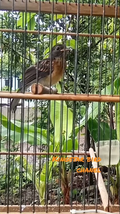 Murai Trotol Jantan Ngeriwik
