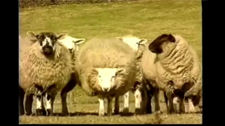 The Macc Lads - No Sheep 'til Buxton (Alternate ve...